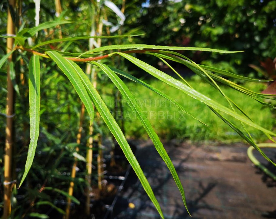 Ива белая плакучая