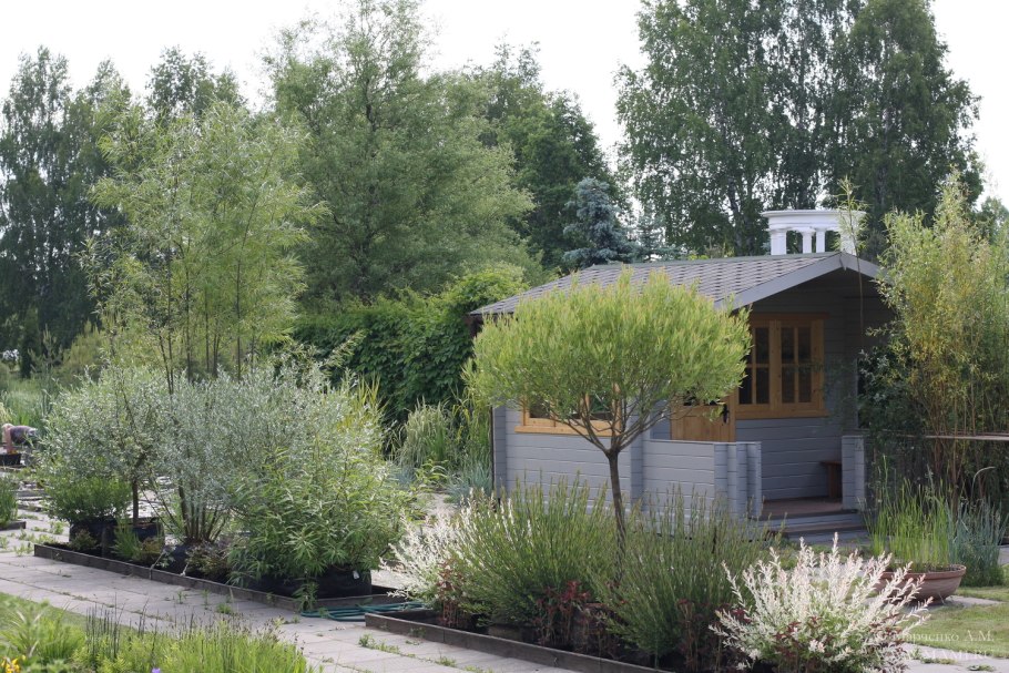 Ива рекорд красносережчатый