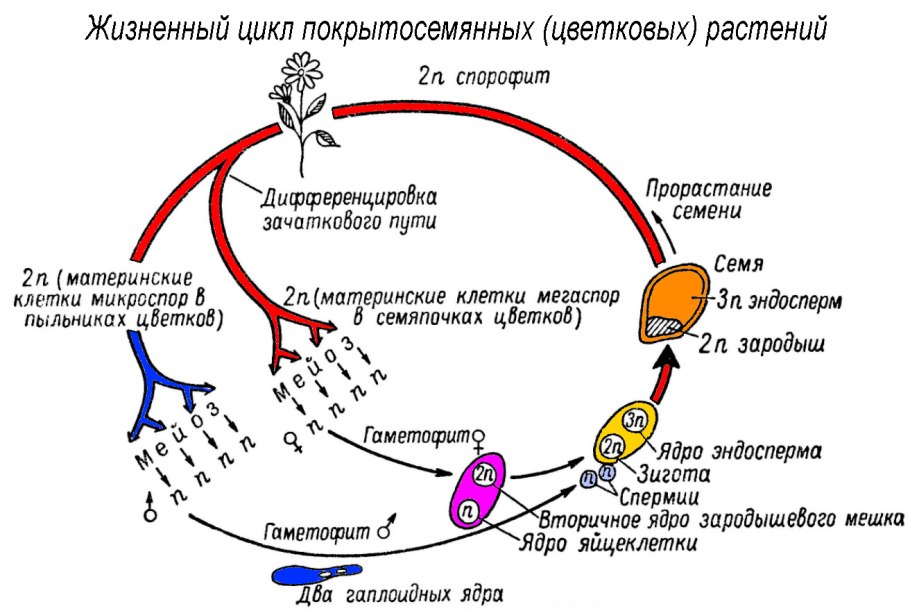 Цикл развития цветковых растений