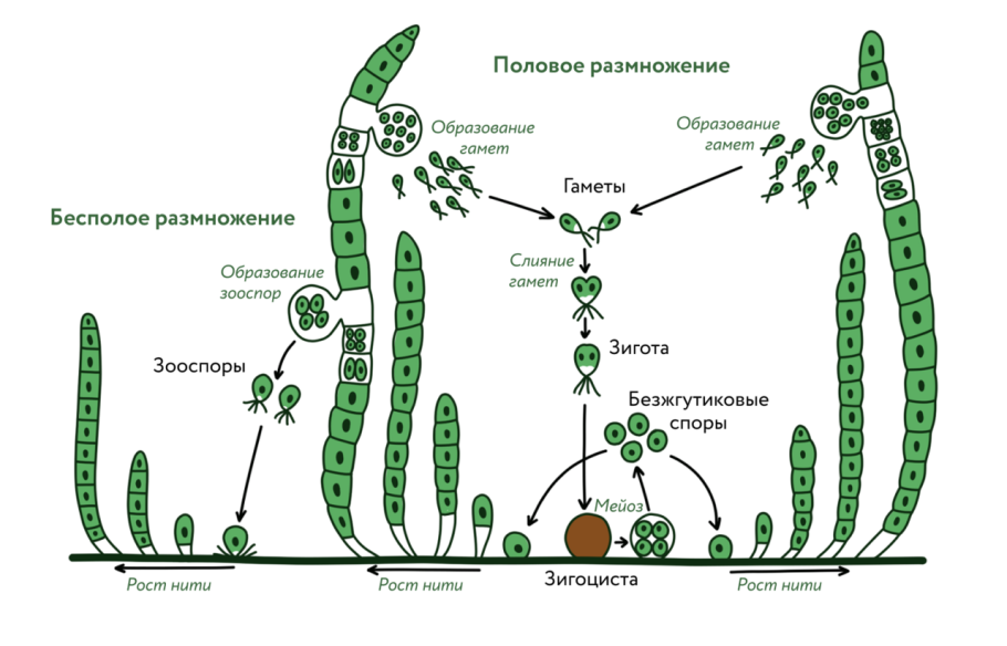 Жизненный цикл улотрикса схема