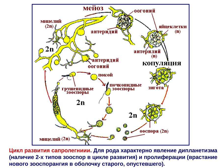 Жизненный цикл лишайника схема
