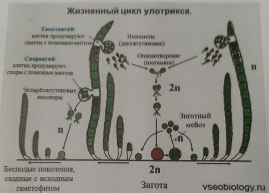 Строение улотрикса 6 класс биология