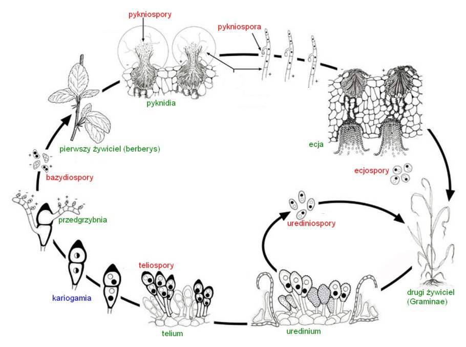 Puccinia graminis жизненный цикл