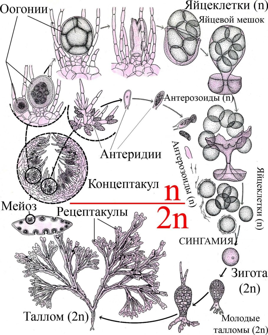 Цикл развития фукуса схема