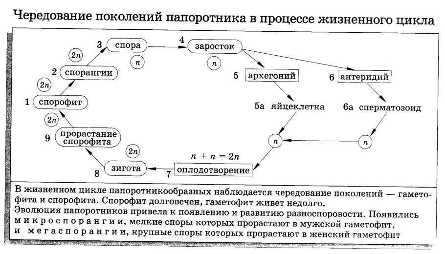 Цикл развития папоротника схема с набором хромосом