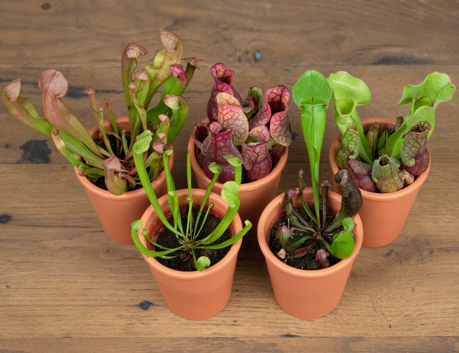 Саррацения гелиамфора