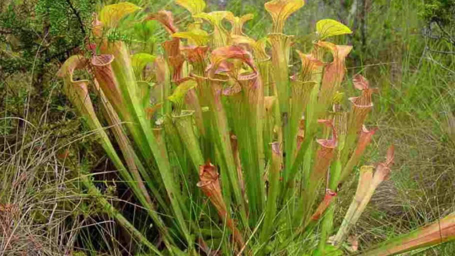 Sarracenia farnhamii