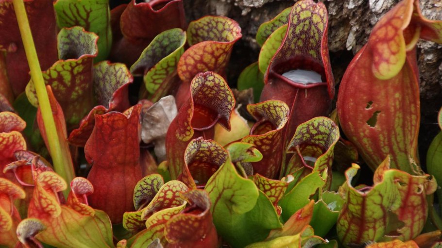 Саррацения d10