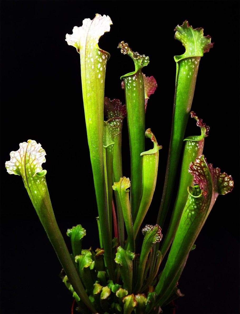 Саррацения Дракула