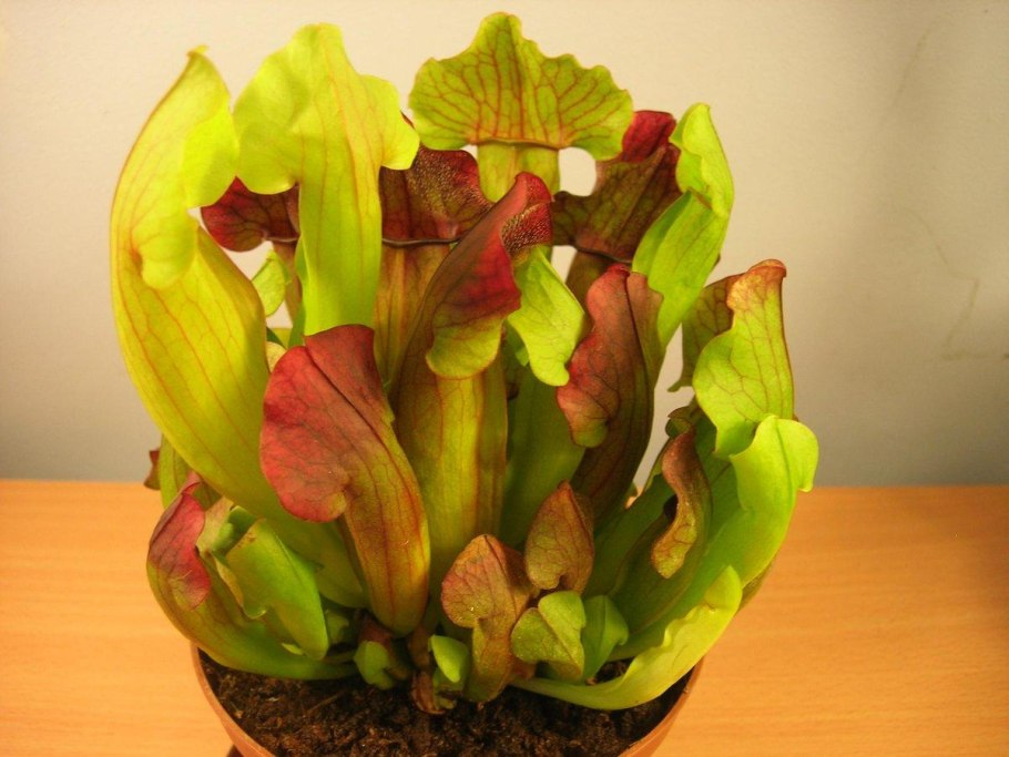 Саррацения Лейкофилла красная