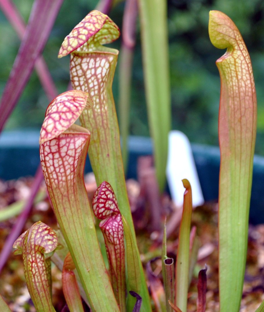 Дарлингтония Калифорнийская Хищные растения