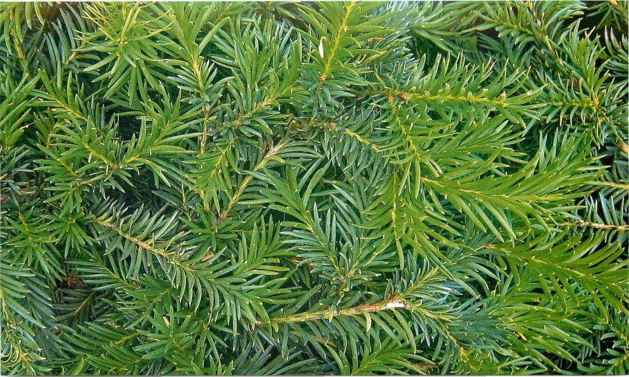 . Taxus baccata, Taxaceae