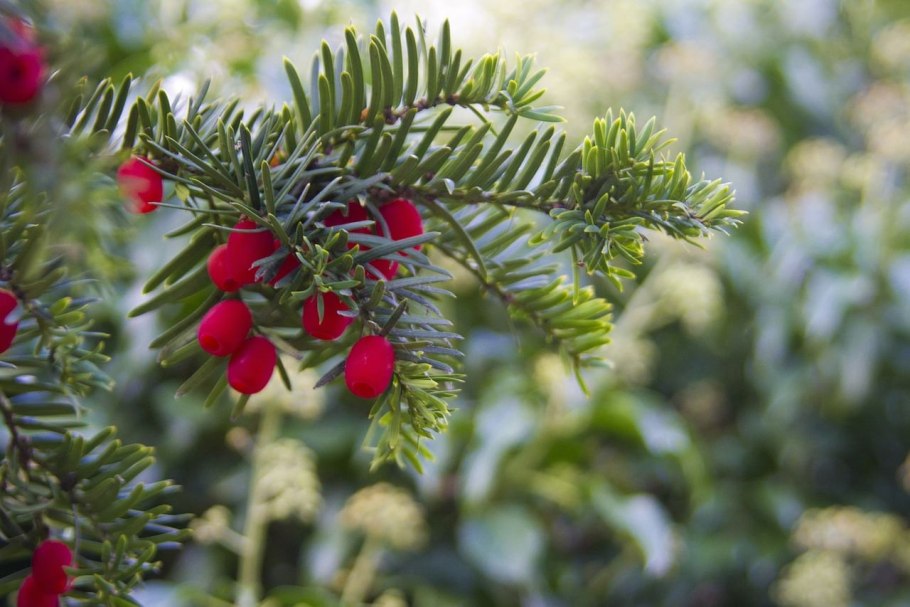 Тис ягодный (Taxus baccata David p9)