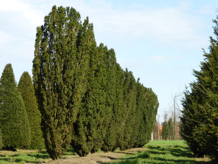 Тис ягодный Taxus baccata