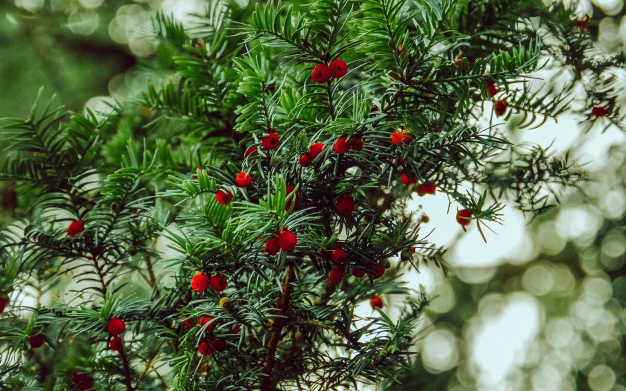 Тисс taxus baccata