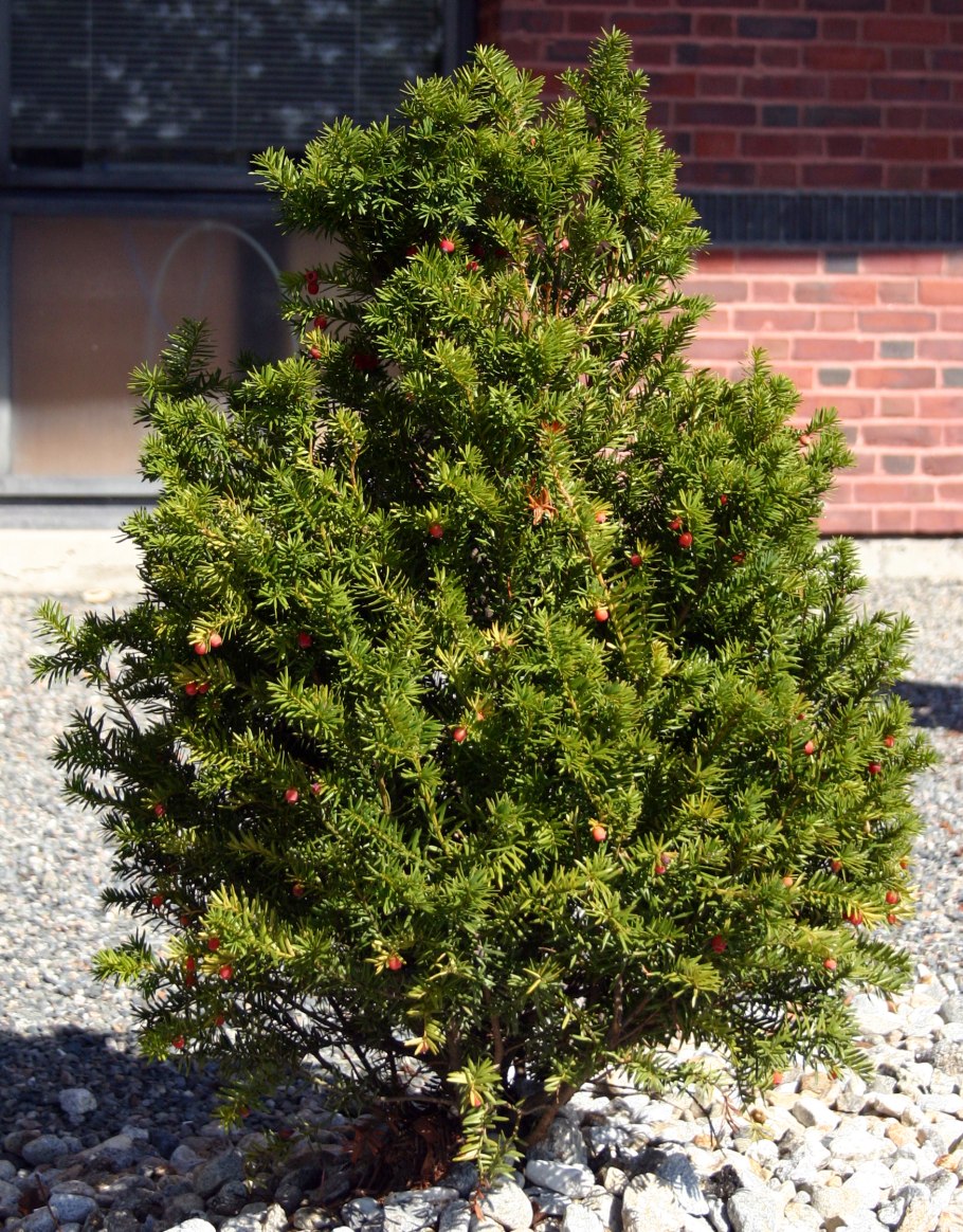 Тисс Taxus baccata