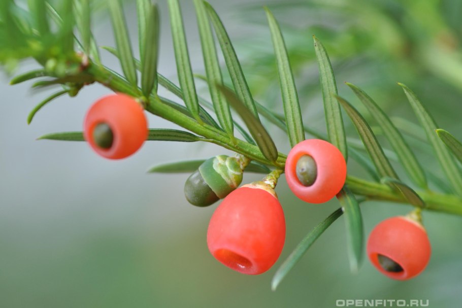 Тисс ягодный (Taxus baccata