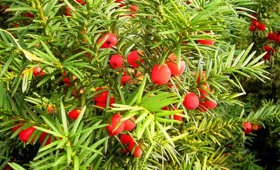 Тис Taxus baccata 'David'