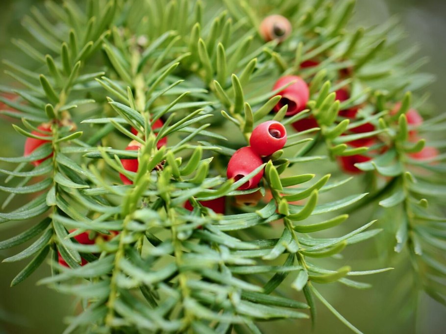 Тис ягодный (Taxus baccata David p9)