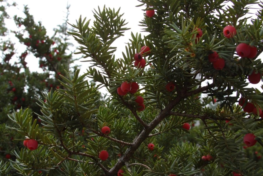 Тис ягодный Taxus baccata
