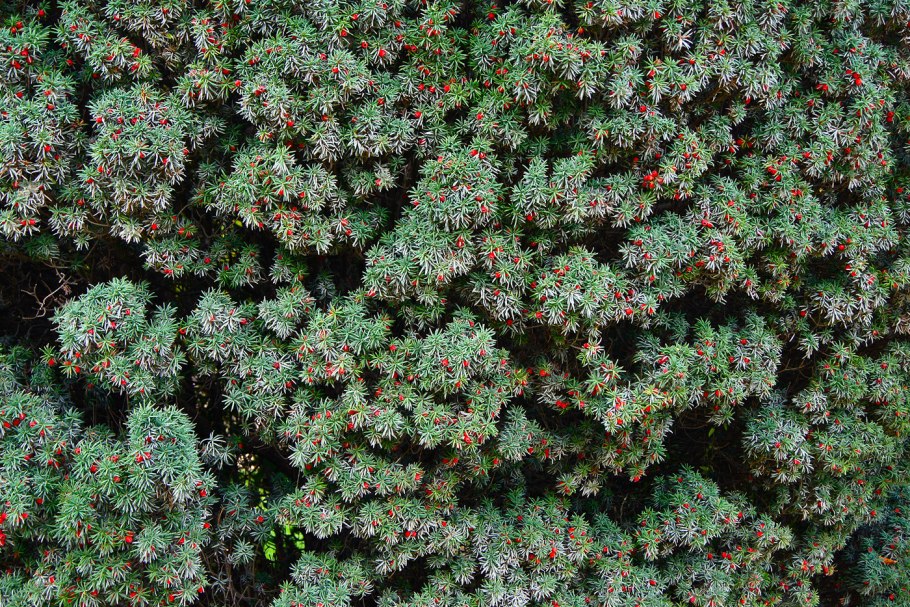 Тис Taxus baccata 'David'