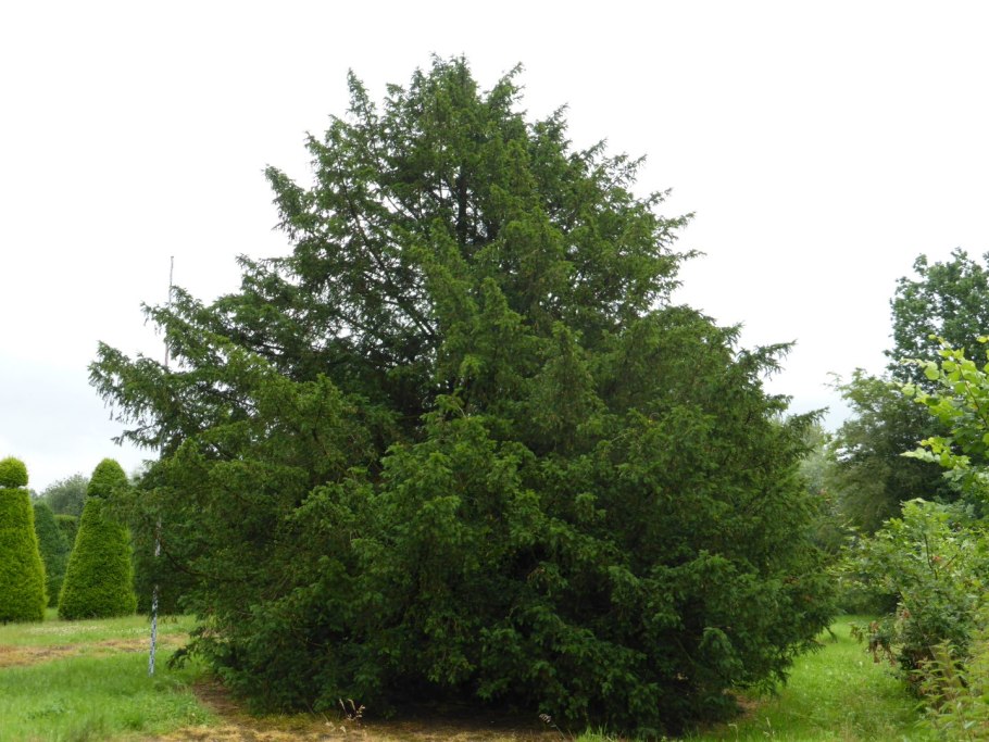 Тис ягодный (Taxus baccata David p9)