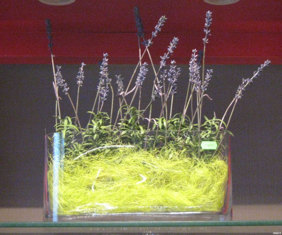 Как укоренить веточки лаванды в воде