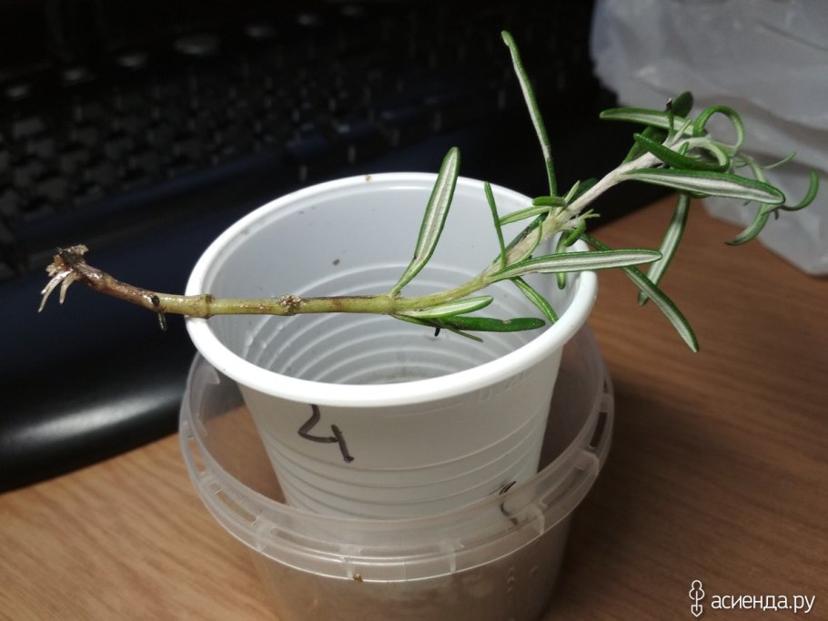 Черенки розмарина