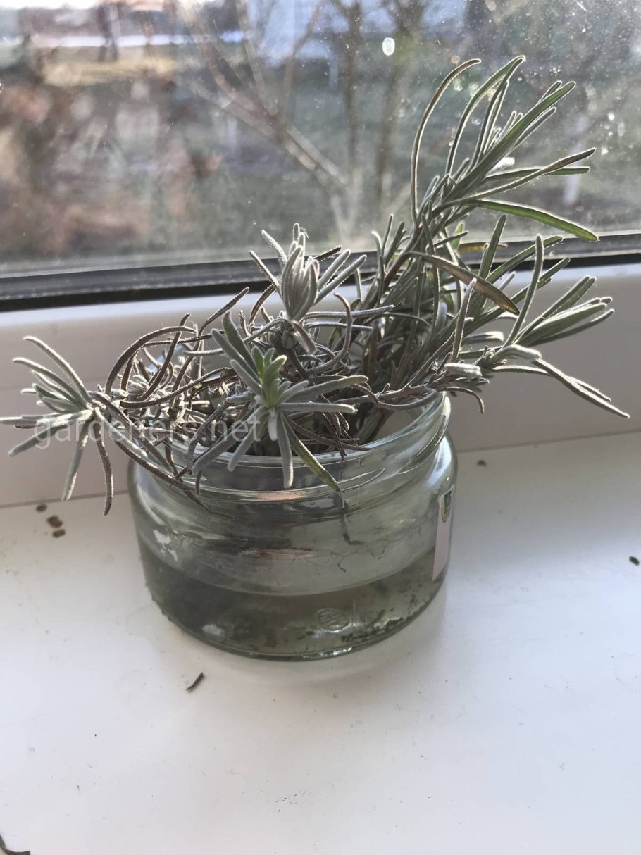 Черенкование лаванды