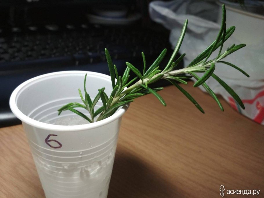 Рускус иглица размножение