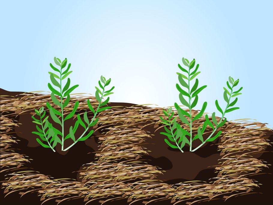 Укоренить розмарин