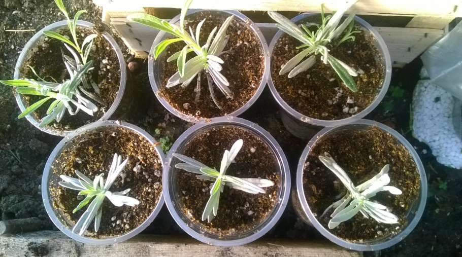 Черенкуем лаванду