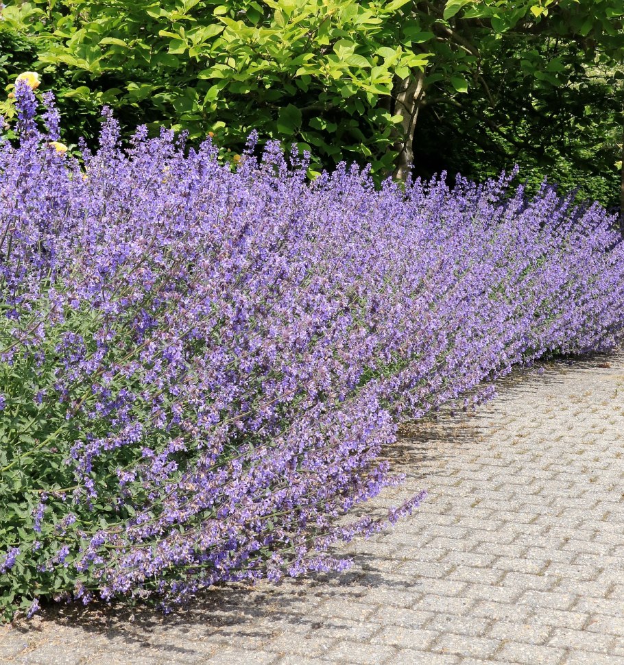 Самшит вечнозеленый черенкование