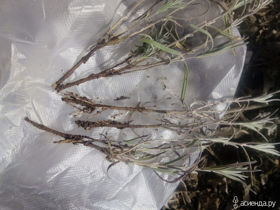 Черенки лаванды укоренение