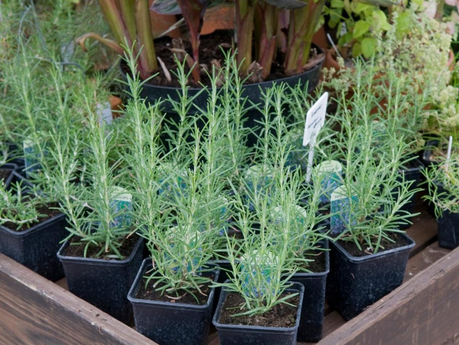 Лаванда отростки