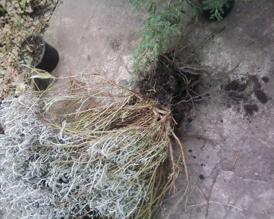 Правильная обрезка ремонтантной малины