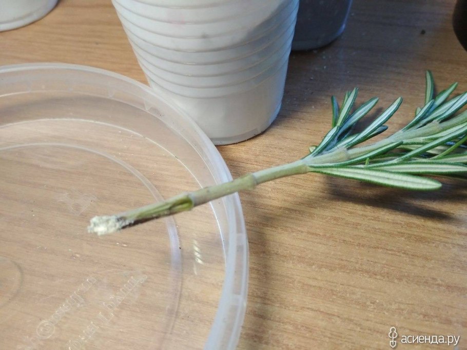 Укорененные черенки розмарина