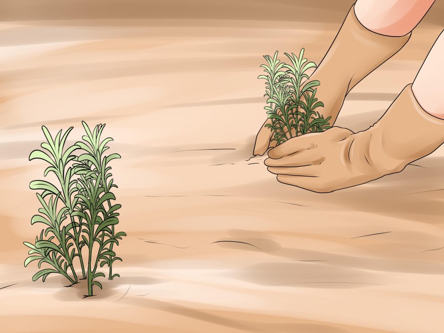 Outgrow рисунки