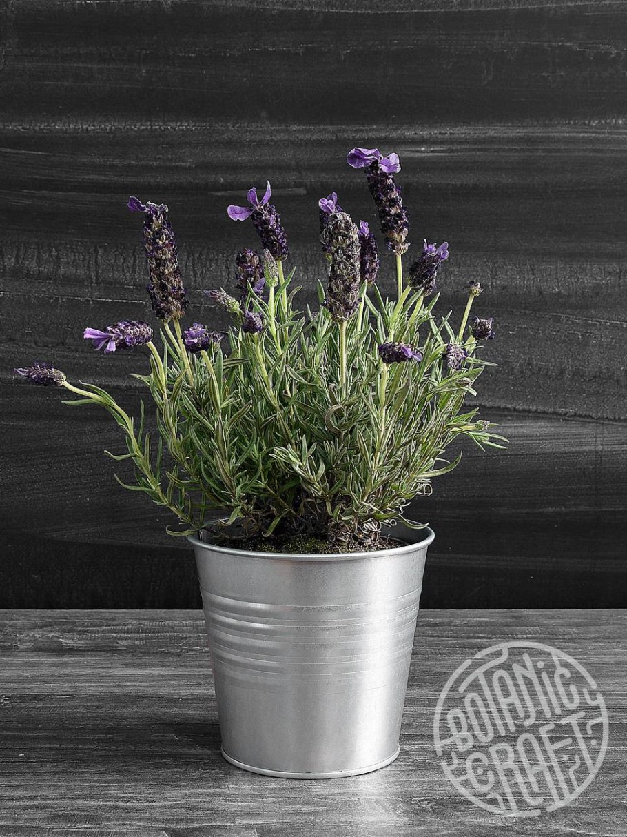 Формировка лаванды