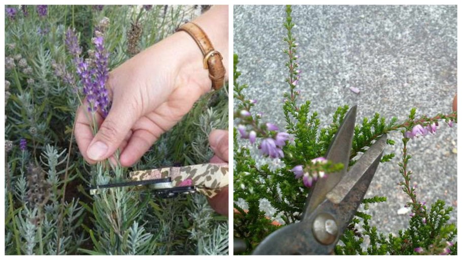 Черенки розмарина