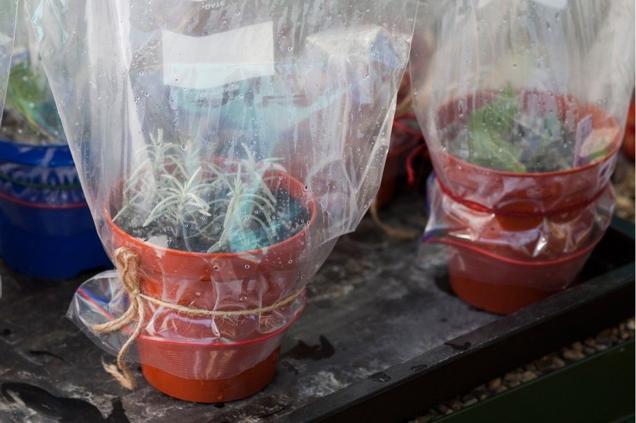 Микроклональное размножение лаванды