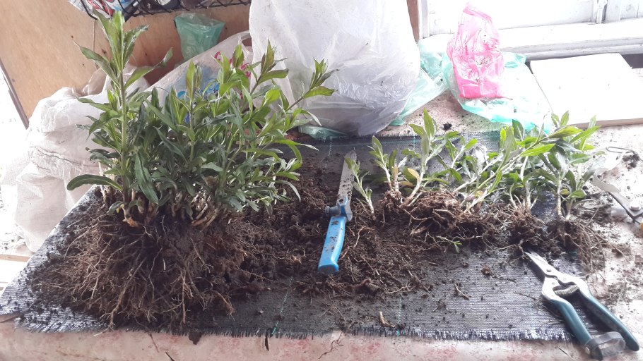 Лаванда плетущаяся