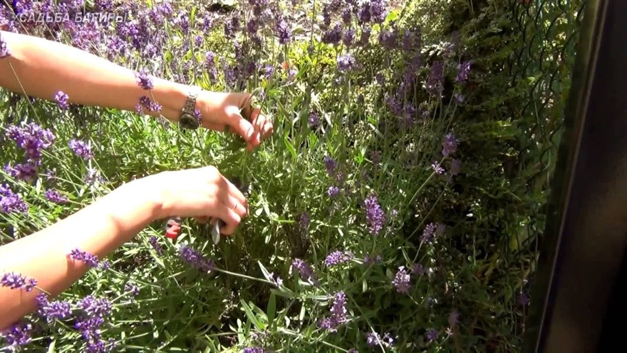 Обрезка и формирование лаванды