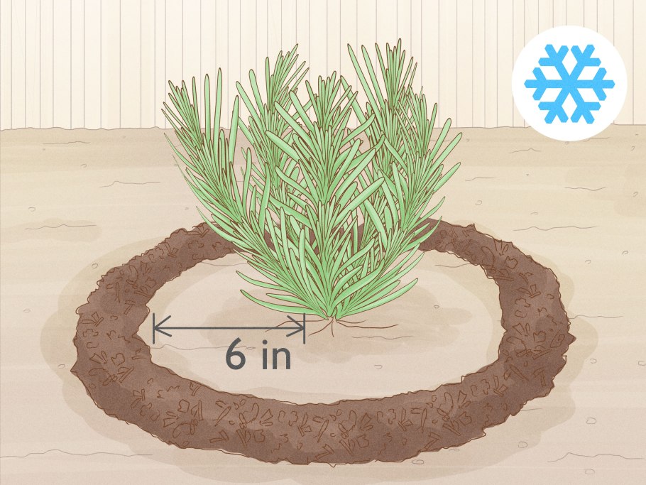 Укорененные черенки розмарина