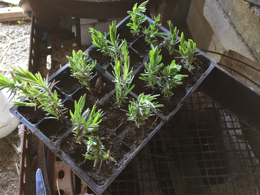 Черенкование лаванды