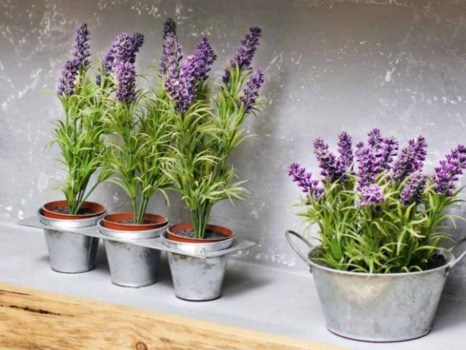 Черенкуем самшит