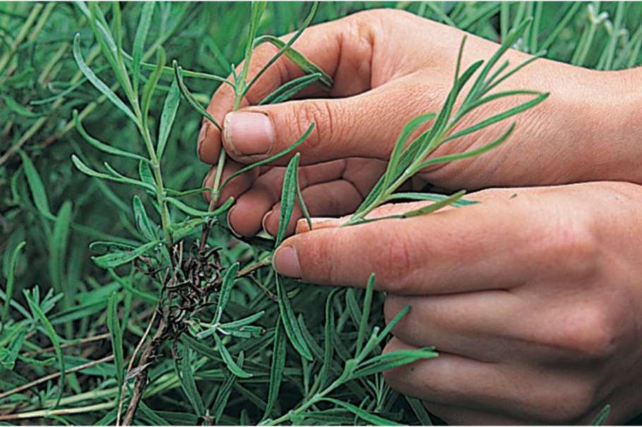 Обрезка кустарника дерен