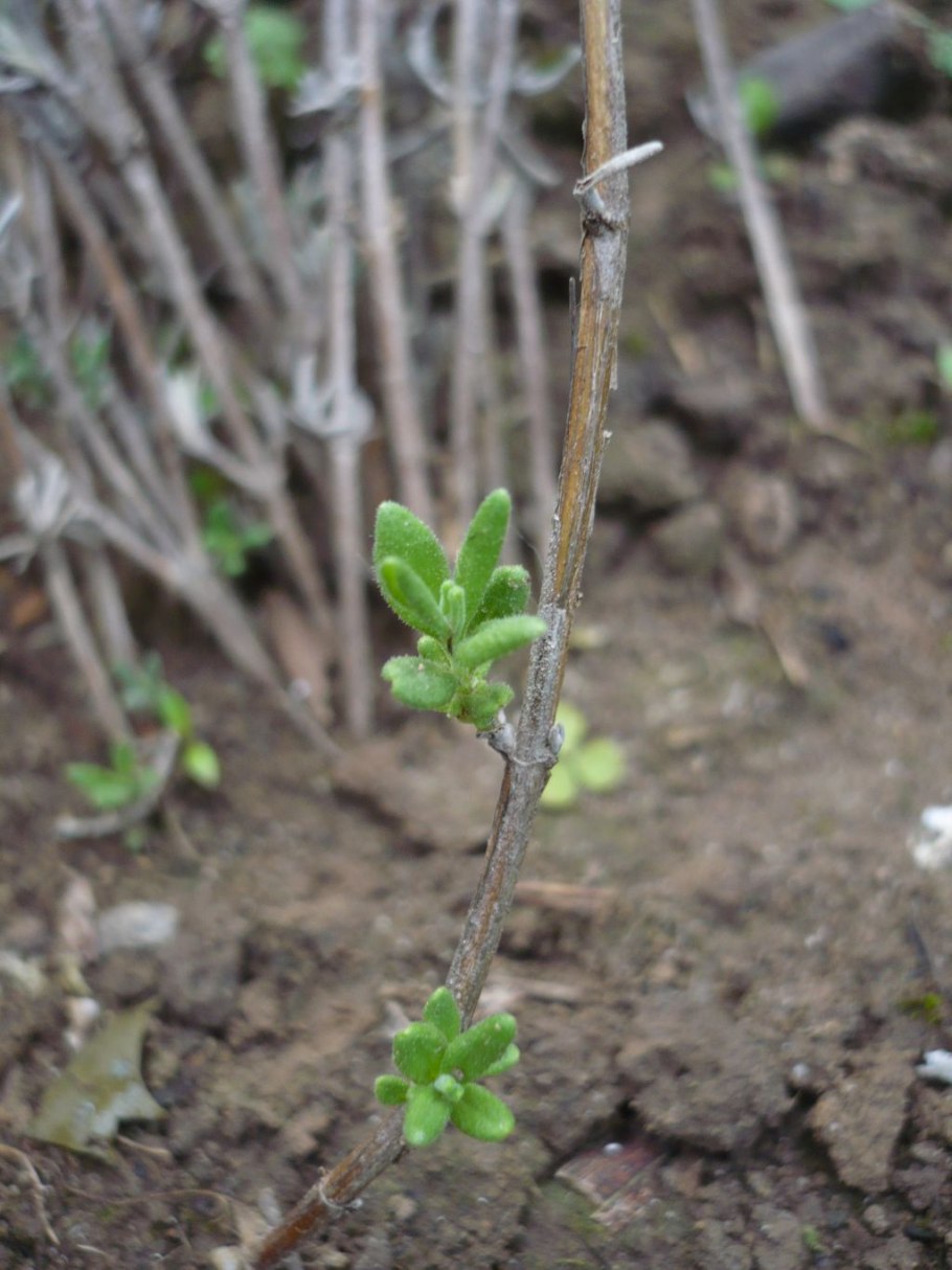 Черенкование лаванды