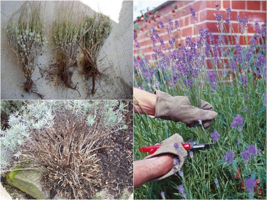 Йошта размножение отводками