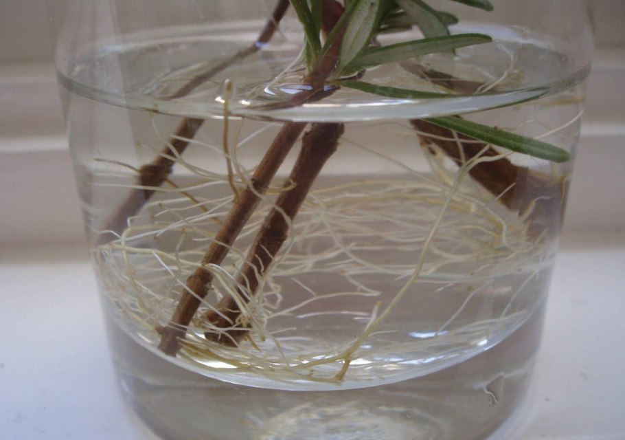 Сантолина черенки